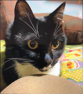 愛しいペットの『組み木絵＆額装イラスト』 en01-00133