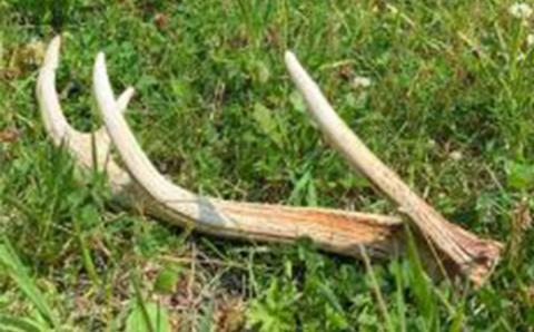 シカのおとしもの　キミのたからもの（Ｓサイズ） en01-00163