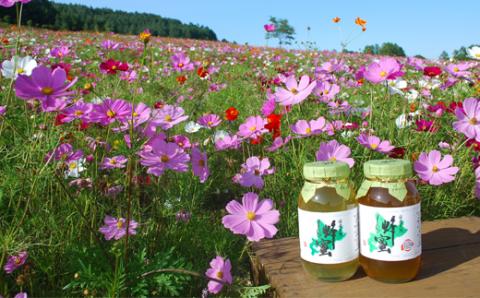 国産天然 しんかい蜂蜜おためしセット (40g×6本) ( ふるさと納税 はちみつ アカシア蜂蜜 クローバー蜂蜜 トチ蜂蜜 菩提樹(シナ)蜂蜜 りんご蜂蜜 森の蜜 国産 ハチミツ セット 北海道 遠軽町 株式会社 新海養蜂場 ) en01-00158