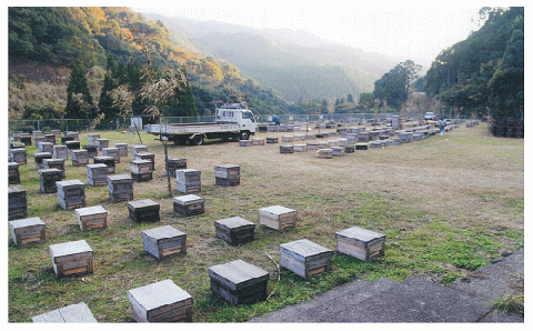 【ふるさと納税】国産純粋蜂蜜（３００g×３本） en01-00039