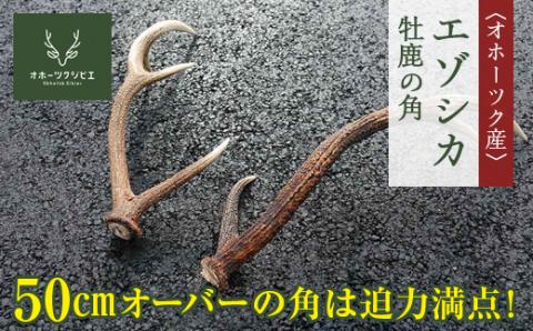 オホーツク産エゾシカ　牡鹿の角 ( ふるさと納税 エゾ鹿 天然素材 ハンドフラフト インテリア 狩猟素材 工芸品 北海道 遠軽町 株式会社オホーツクジビエ ) en01-00120