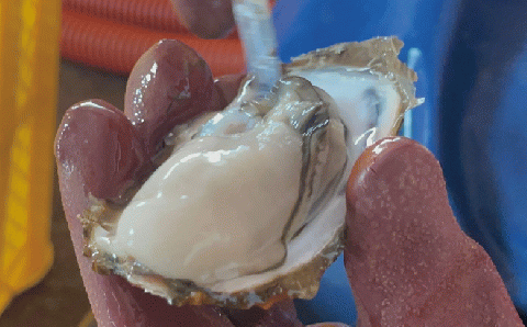 北海道サロマ湖産  わたゆき牡蠣（むき身）1kg  （生食用）牡蠣　かき　カキ　海鮮　魚介　国産　生食　むき身　むきみ　生牡蠣　冷蔵　海のミルク　産地直送　サロマ湖　オホーツク　おほーつく　北海道