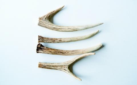 北海道 鹿角 4本 （15～20㎝）ジビエ　鹿角　シカツノ　しかつの　エゾシカ　エゾ鹿　アクセサリー　雑貨　オホーツク　湧別町　北海道