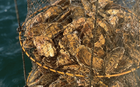 ≪先行予約11月中旬から発送≫サロマ湖産殻付きカキ2.2㎏