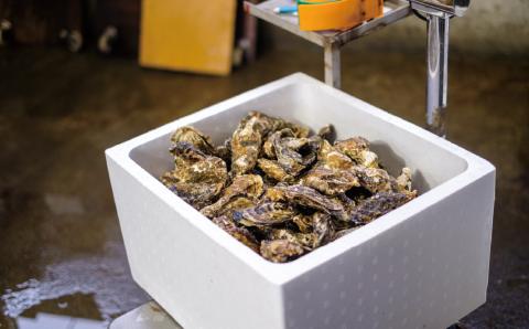 <先行予約2025年11月から発送>北海道サロマ湖産  カキ約4.7kg　牡蠣　かき　海鮮　魚介　殻付き　貝付き　冷蔵　サロマ湖　オホーツク　おほーつく　湧別町　北海道