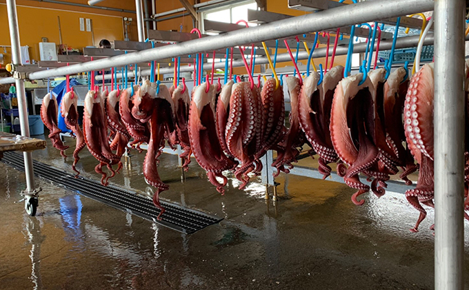 北海道オホーツク海産　たこしゃぶ　3パック 　魚貝類　タコ　たこ　冷凍　しゃぶしゃぶ　鍋　海鮮　簡単調理　国産　湧別町　海産物