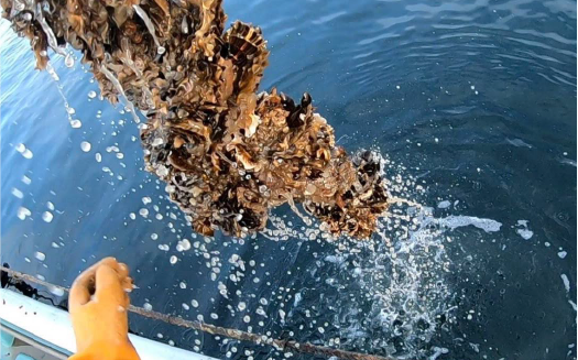 ≪先行予約2024年11月から発送≫北海道オホーツク産　牡蠣むき身1kg（むき身500ｇ✕2）　牡蠣　かき　カキ　むきみ　サロマ湖　さろまこ　湧別町　ゆうべつ　海のミルク