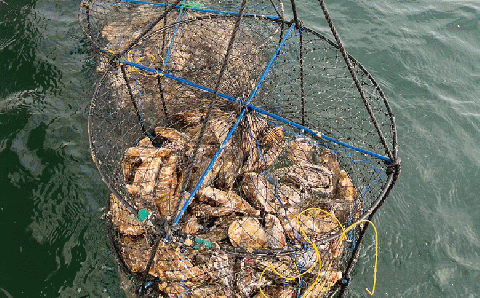 北海道サロマ湖産  わたゆき牡蠣（むき身）1kg  （生食用）牡蠣　かき　カキ　海鮮　魚介　国産　生食　むき身　むきみ　生牡蠣　冷蔵　海のミルク　産地直送　サロマ湖　オホーツク　おほーつく　北海道