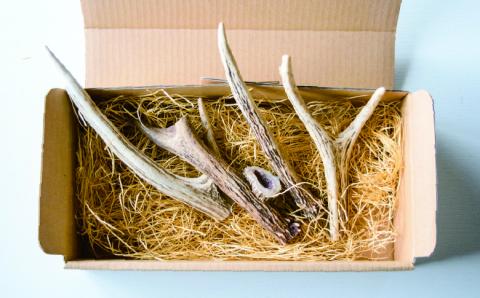 北海道 鹿角 4本 （15～20㎝）ジビエ　鹿角　シカツノ　しかつの　エゾシカ　エゾ鹿　アクセサリー　雑貨　オホーツク　湧別町　北海道