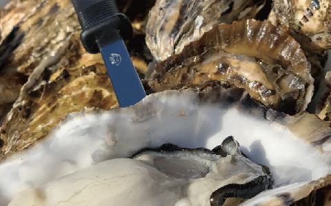 ≪先行予約11月中旬から発送≫サロマ湖産殻付きカキ3.3㎏