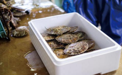 ≪先行予約2025年11月から配送北海道サロマ湖産　貝付きホタテ15枚　ほたて　帆立　刺身　海鮮　魚介　殻付き　貝付き　冷蔵　サロマ湖　オホーツク　おほーつく　湧別町　北海道