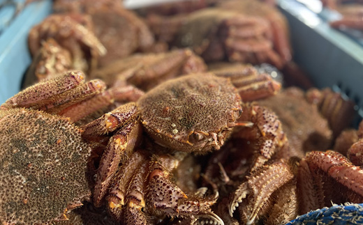 【先行予約】北海道オホーツク海産 訳あり 朝ゆで毛ガニ　2kg（冷蔵）【0712201】