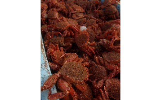 北海道雄武町産　毛がに（冷凍）(450g×2)【1240501】