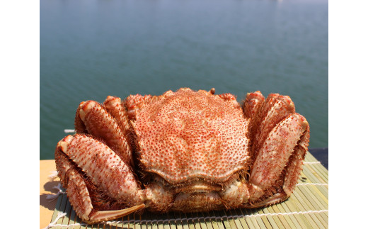 大!毛がに（冷凍）北海道雄武町産(570g前後×1)【12402】