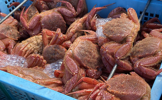 北海道オホーツク海産　浜ゆで毛ガニ660ｇ×1尾（冷凍）【07130】