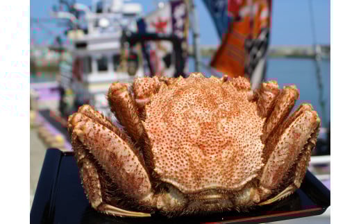 大大!毛がに（冷凍）北海道雄武町産(660ｇ前後×1)【1240301】