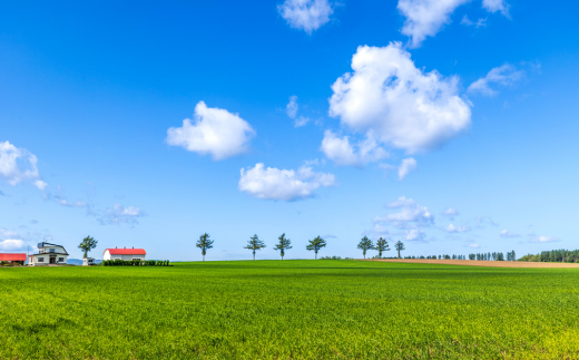【先行予約】玉ねぎ Mサイズ 20kg 大空町産（2026年10月上旬より発送） OSR010