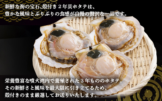 【先行予約】北海道 豊浦町 殻付き 2年貝 活ホタテ 約5kg（2026年1月から3月より順次発送） TYUP002