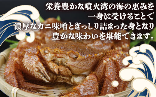 【令和8年度発送先行予約】【地元現役漁師が厳選】活毛ガニ 3尾 (1尾350g前後) 毛ガニ 冷蔵 TYUR035