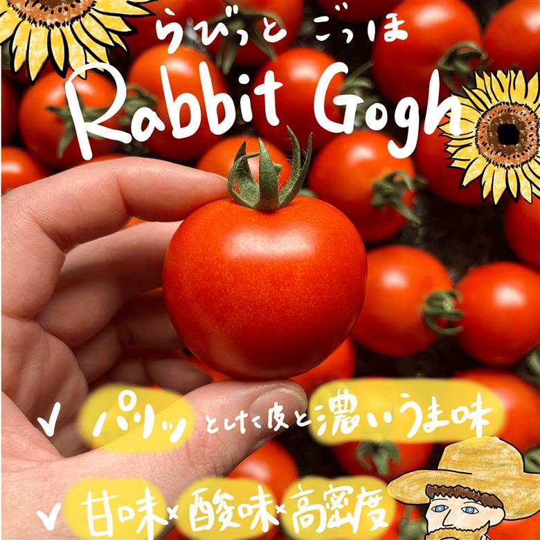 北海道壮瞥町産 ラビットゴッホ1kg 中玉トマト SBTAJ001
