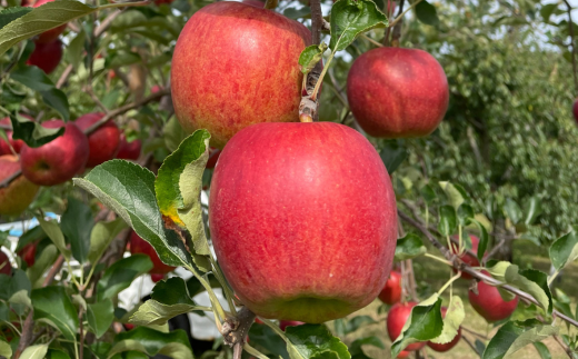 ＜2025年9月下旬～10月中旬頃までのお届け＞ 北海道壮瞥町 りんご 品種名「サンつがる」8～11玉約3kg SBTF001