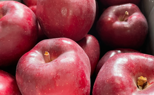 ＜2025年11月初旬よりお届け＞ 北海道壮瞥町 りんご 品種名「おいらせ」約7～10玉 約3kg SBTF005