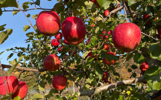 ＜2025年12月上旬よりお届け＞北海道壮瞥町　りんご　品種名「サンふじ」12～18玉約5kg SBTF007