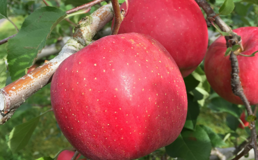 ＜2025年10月中旬よりお届け＞北海道壮瞥町　りんご　品種名「早生ふじ」12～18玉約5kg SBTF009