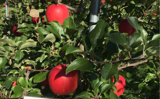 ＜2025年10月下旬よりお届け＞北海道壮瞥町 りんご「シナノスイート」12～18玉約5kg SBTF012