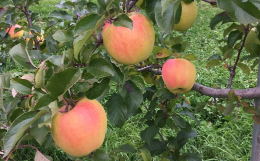 ＜2025年11月上旬よりお届け＞北海道壮瞥町 りんご「ぐんま名月」12～20玉約5kg SBTF013