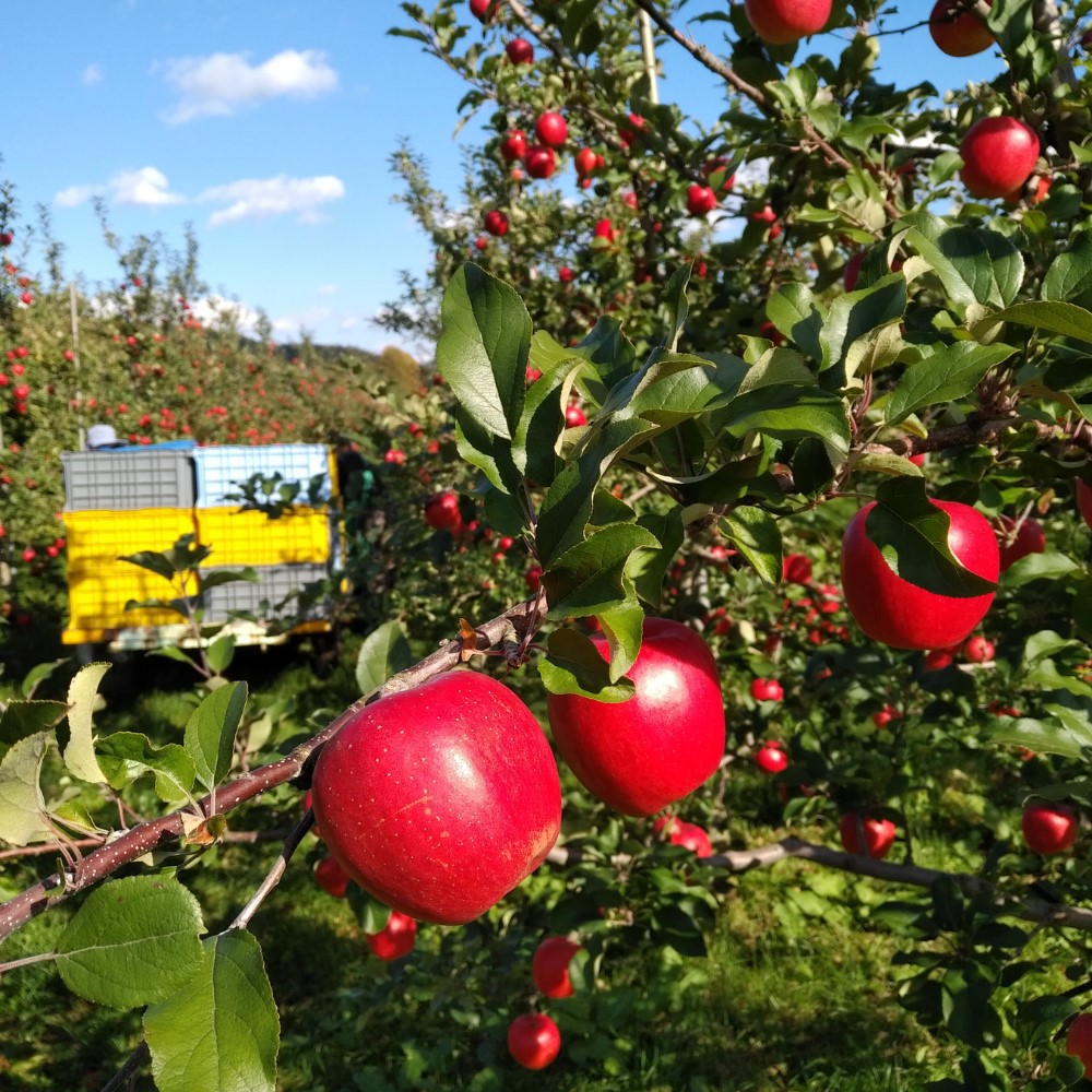 北海道壮瞥町　りんご(スマートフレッシュ)　品種名「シナノスイート」8～10玉約3kg　SBTF026