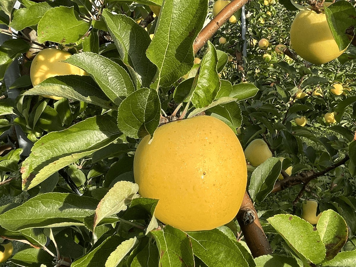 北海道壮瞥町　りんご(スマートフレッシュ)　品種名「シナノゴールド」8～10玉約3kg　SBTF028