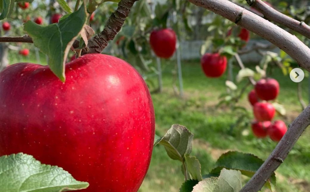＜10月中旬頃よりお届け＞北海道壮瞥産りんご 早生ふじ 約5kg(13～18玉)【贈答用】 SBTK014