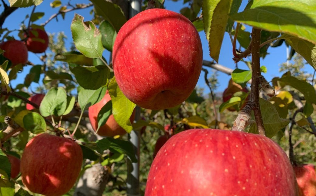 ＜11月下旬頃よりお届け＞北海道壮瞥産りんご サンふじ 約5kg(13～18玉)【贈答用】 SBTK016