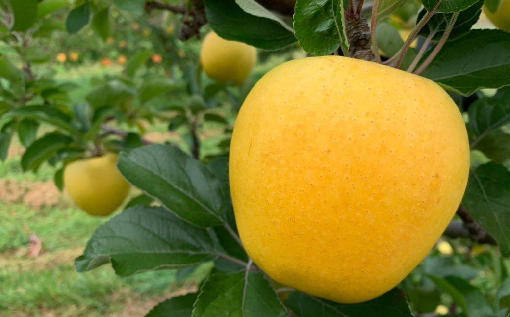 ＜11月下旬頃よりお届け＞北海道壮瞥産りんご シナノゴールド 約5kg(13～18玉)【贈答用】 SBTK018