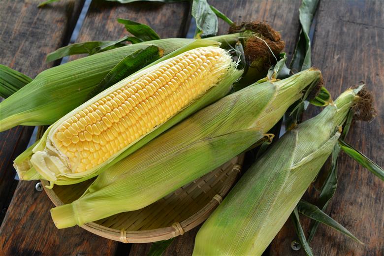 ＜2026年8月下旬よりお届け＞【朝採り】北海道壮瞥町産　とうもろこし恵味（めぐみ）Lサイズ以上約10kg（22～25本） SBTL013