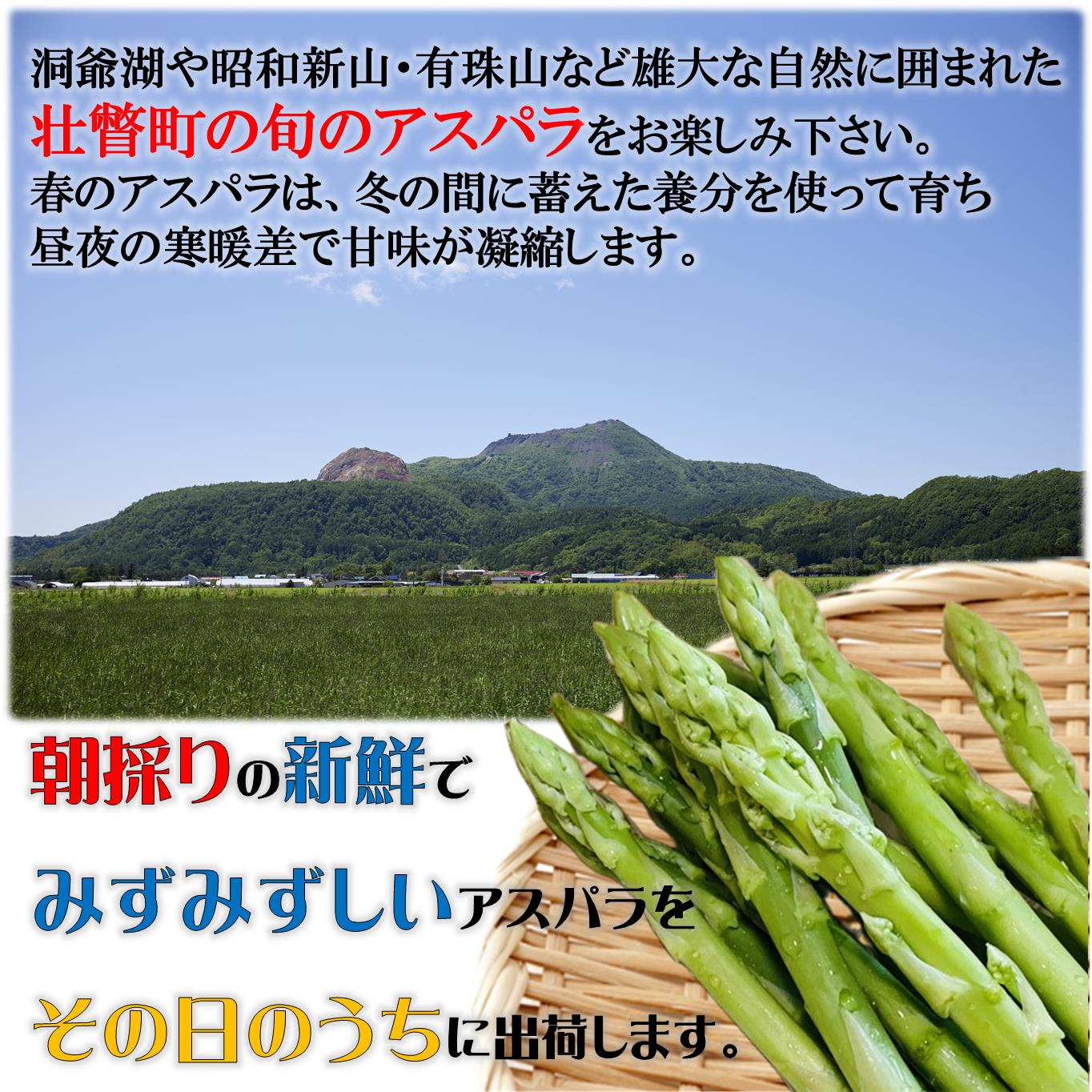＜2026年5月中・下旬よりお届け＞北海道壮瞥産「ファーム横山」朝採れ直送　グリーンアスパラ約1kg（L・2L混合） SBTM008