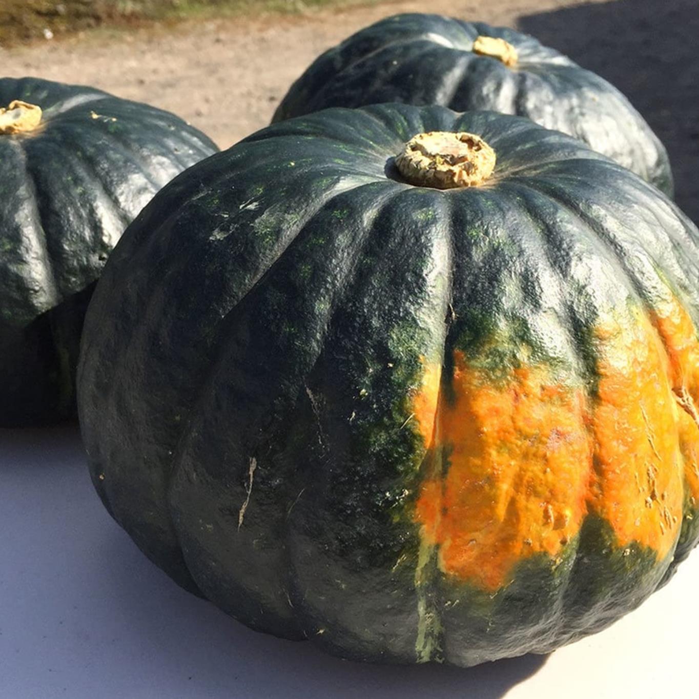 ＜2026年9月初旬よりお届け＞【農園直送】清水農園のかぼちゃ(甘旨）約10kg (4～6玉) SBTO013