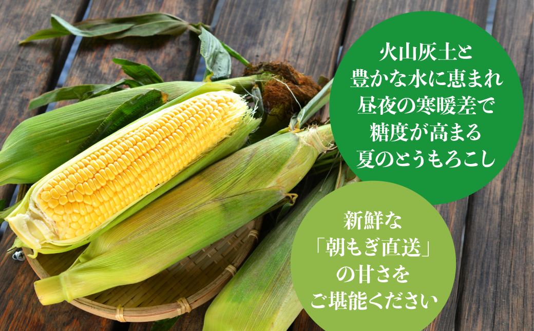 ＜2026年8月初旬よりお届け＞約5kg！北海道壮瞥産とうもろこし（恵味）【Ｌ～2Lサイズ 11～13本】 SBTP002