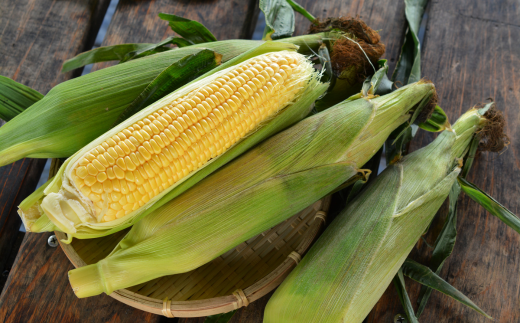 ＜2026年8月初旬よりお届け＞約5kg！北海道壮瞥産とうもろこし（恵味）【Ｌ～2Lサイズ 11～13本】 SBTP002