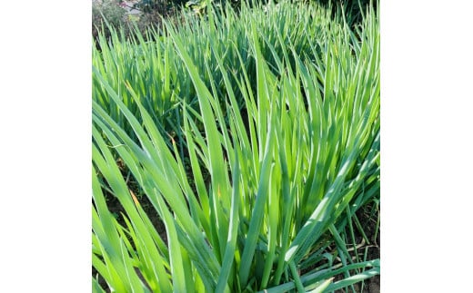 ＜2025年12月20日頃よりお届け＞長ネギ（冬扇3号）約4kg SBTP012