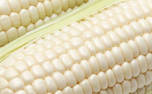 ＜2026年8月中旬よりお届け＞【朝採り】北海道壮瞥町 ホワイトコーン「ピュアホワイト」Lサイズ以上12本(約5kg) SBTQ003