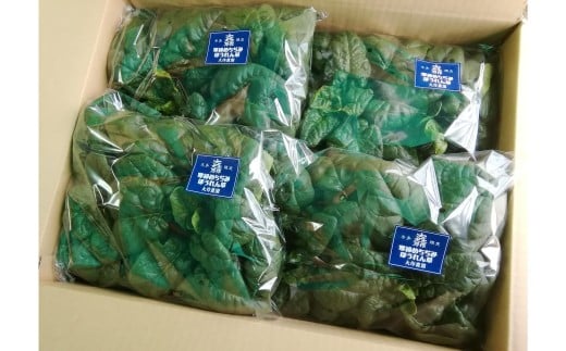 ＜2025年12月上旬よりお届け＞大作農園の寒締めちぢみほうれん草　約1.2kg SBTR001