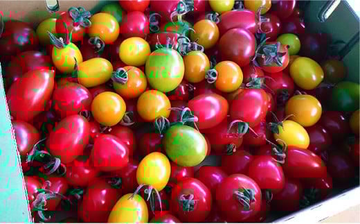 ＜2026年7月上旬よりお届け＞北海道壮瞥産 大作農園のカラフルミニトマト約1.5kg(5種以上) SBTR002