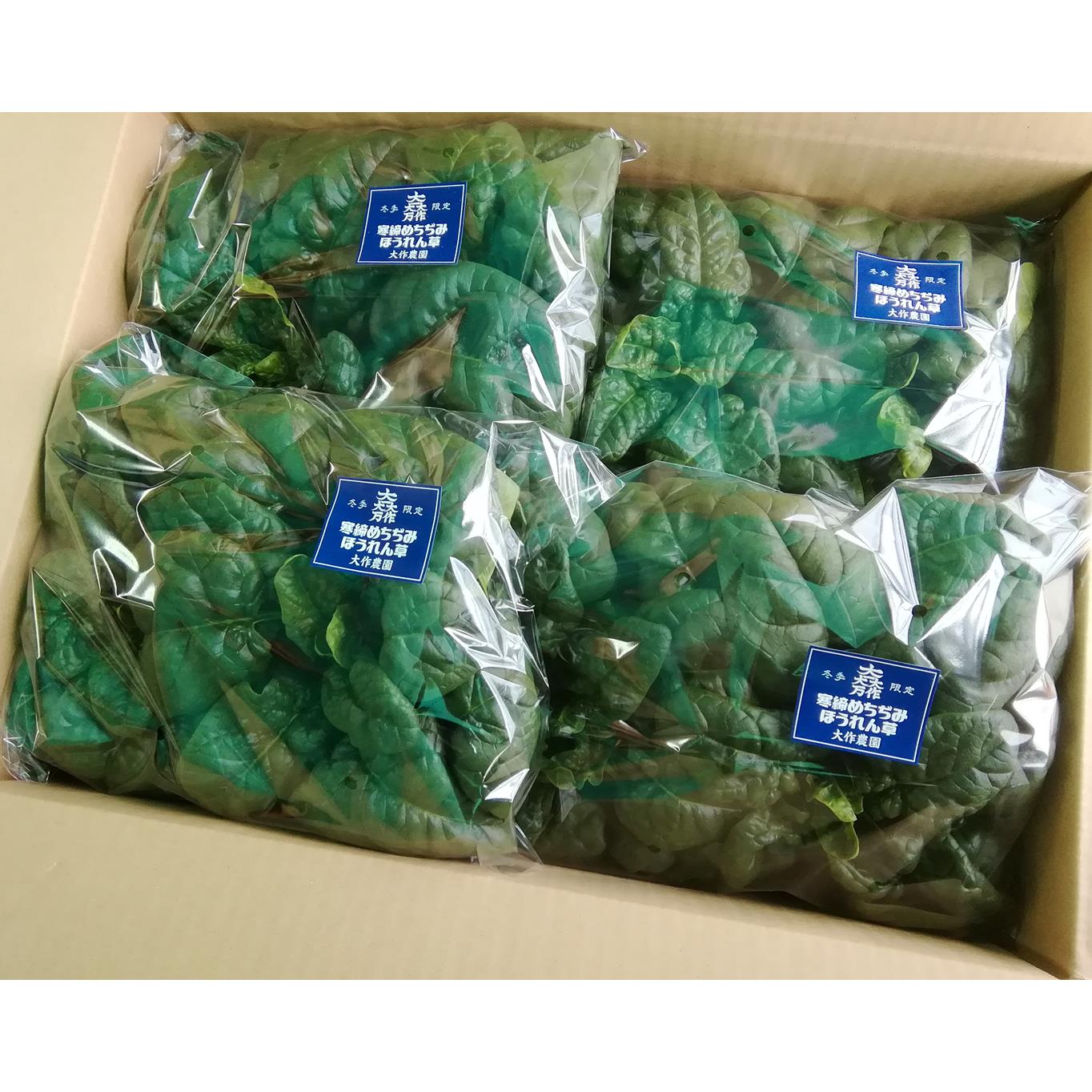 ＜2025年12月・2026年8月お届け＞大作農園　寒締めちぢみほうれん草約1.2kg・カラフルミニトマト約1.5kg　2回お届け定期便 SBTR006