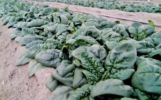 ＜2025年12月上旬よりお届け＞北海道壮瞥産 大作農園の「寒締めちぢみほうれん草」5袋と「セミドライトマトオイル漬け」1瓶（110g）のセット SBTR007