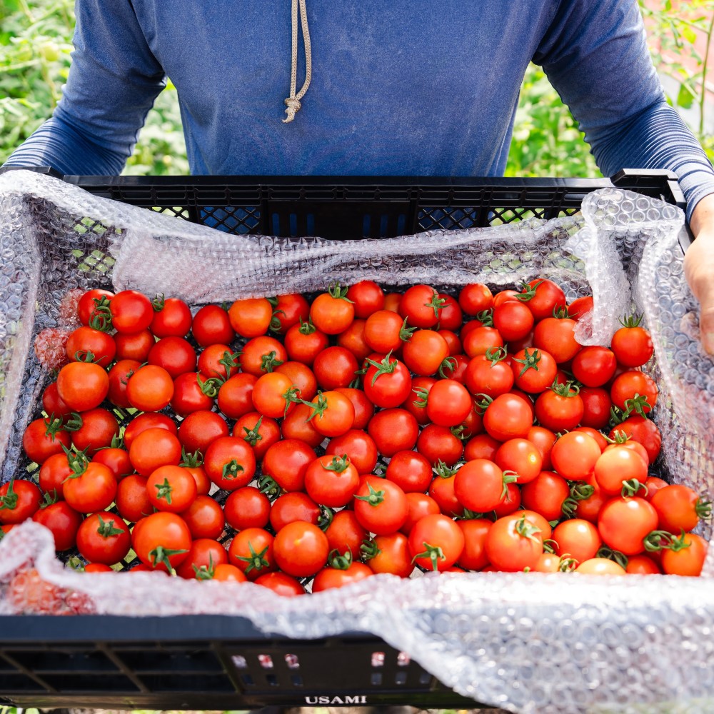 北海道壮瞥町産 ラビットゴッホ1.5kg 中玉トマト SBTAJ002