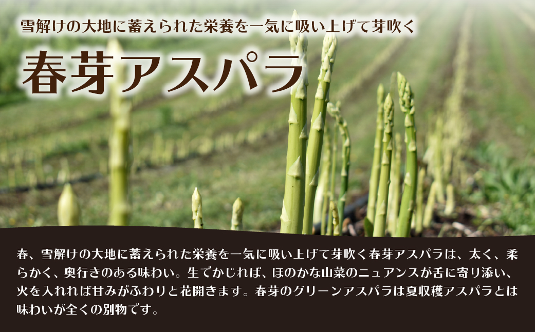 【2026年予約】朝採りグリーンアスパラ（春芽）M-L混合 約3kg 北海道壮瞥町産 SBTAJ035