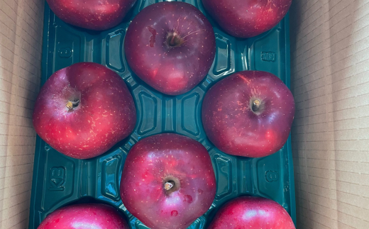 ＜2025年11月初旬よりお届け＞ 北海道壮瞥町 りんご 品種名「おいらせ」約7～10玉 約3kg SBTF005