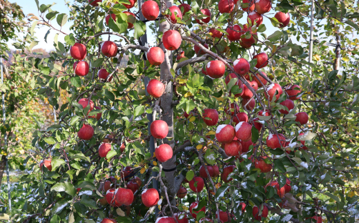 ＜2025年12月上旬よりお届け＞北海道壮瞥町　りんご　品種名「サンふじ」8～10玉約3kg SBTF006